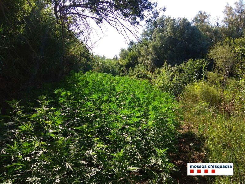 Localitzen tres plantacions de marihuana a l'Alt Empordà