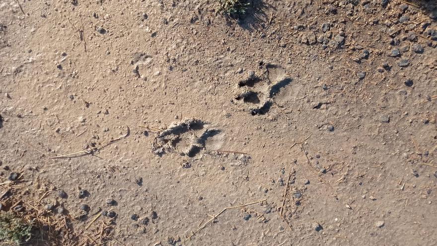 Aragón confirma la presencia de un lobo en la zona ganadera de Robres tras varios ataques