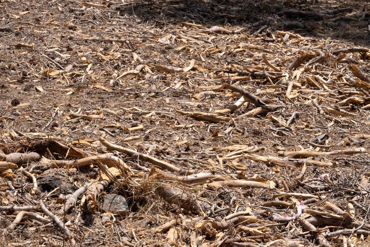 Las fotos de los pinos talados en Bellver que la dana Alice derribó hace ocho meses