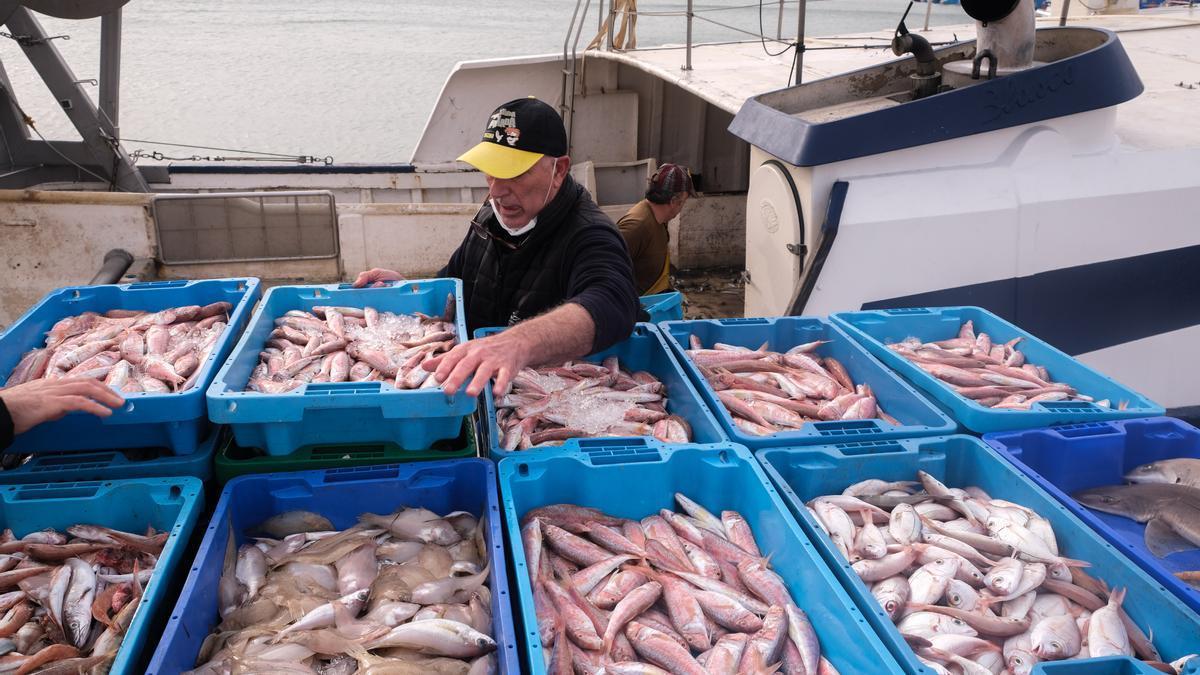 Un pescador desembarcando las capturas de una embarcación en el puerto de Santa Pola.