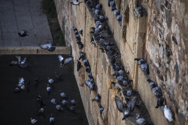 Gatos y palomas invaden las calles de Cáceres