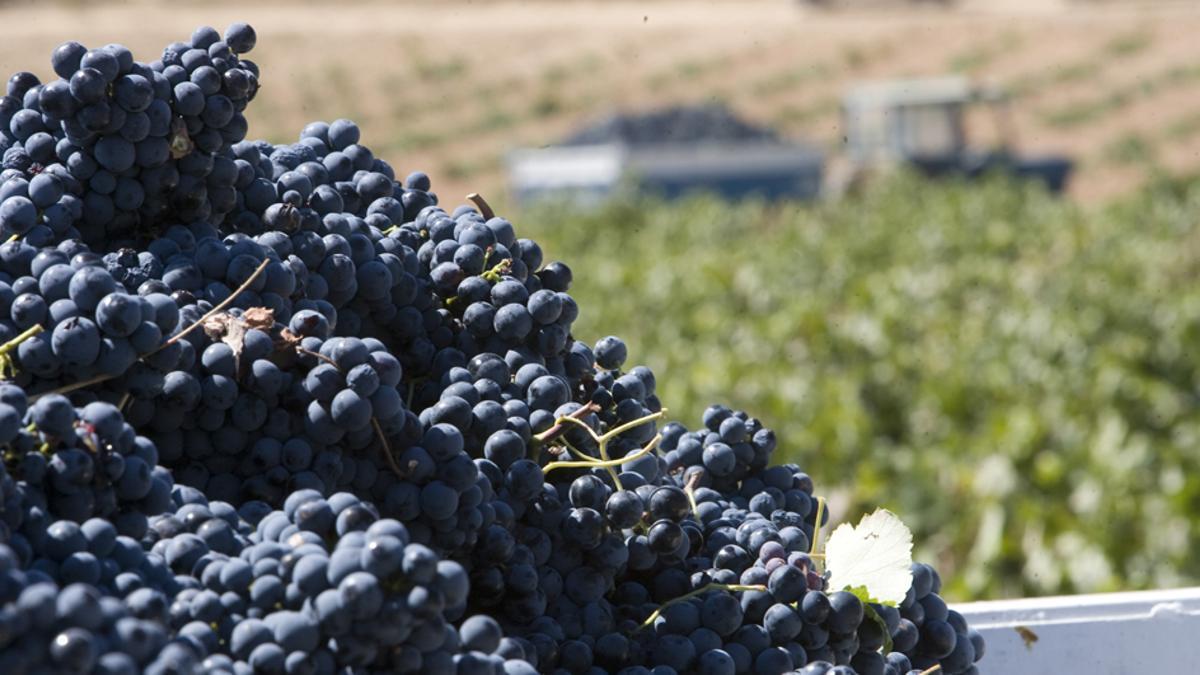 La uva Bobal es la variedad autóctona con mayor extensión en la Comunitat.