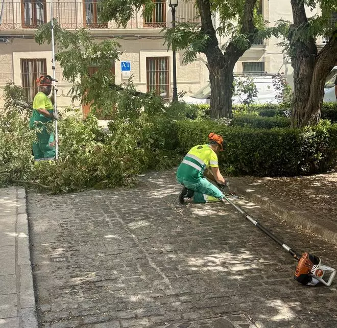 Cáceres pone el foco en el estrés hídrico del arbolado ante el riesgo de caída de ramas