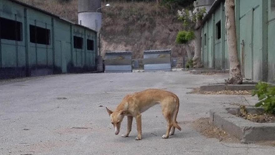 Uno de los perros rescatados por la asociación ARIA.