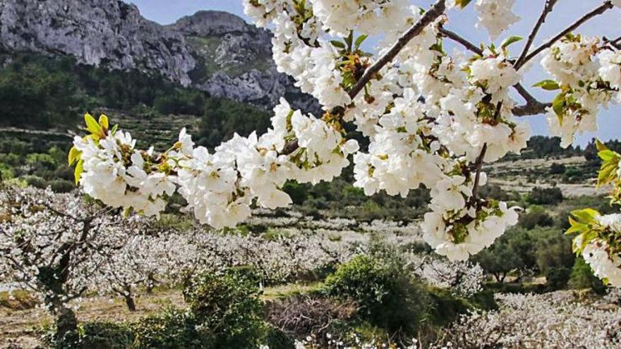 Impresionante, y blanco, paisaje de cerezos en la zona de Benisili, en la parte alta del valle.