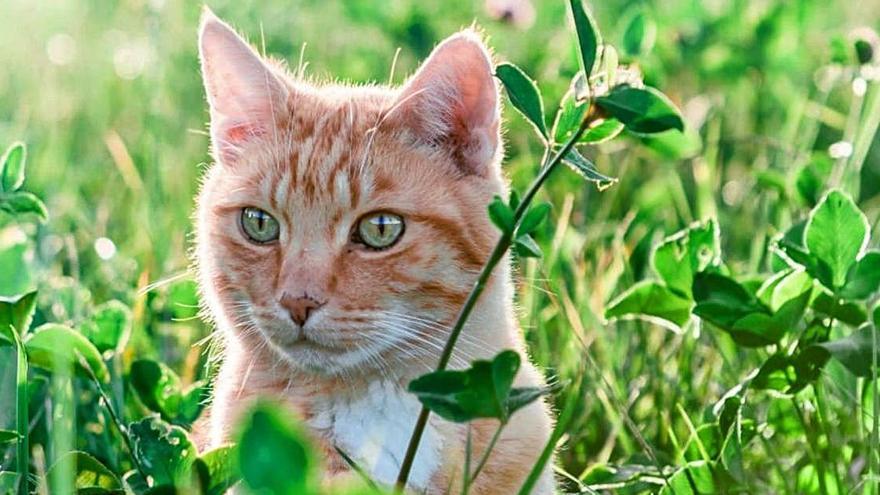 El gato más feliz del mundo