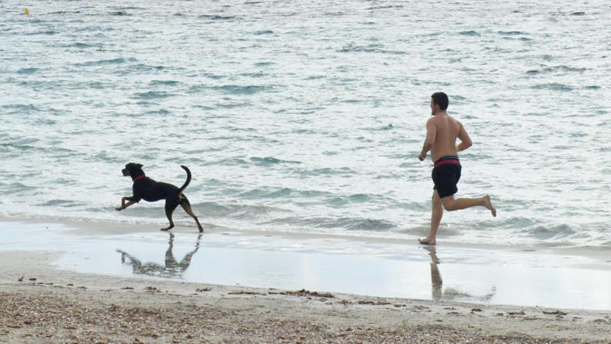 Siete denuncias por infracciones a la ordenanza de animales en Vila