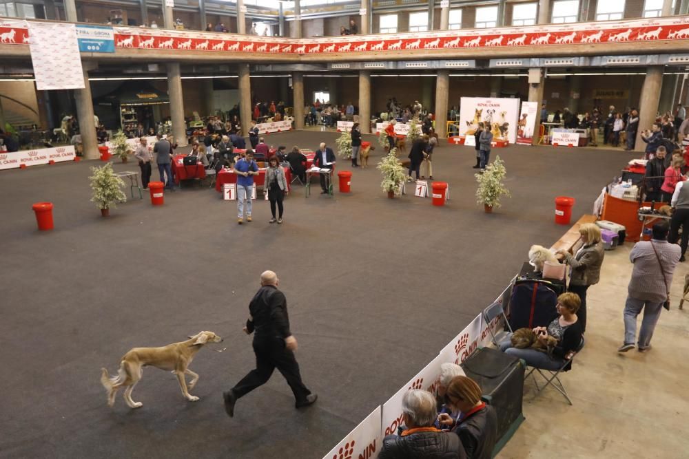 XXI Exposició Internacional Canina