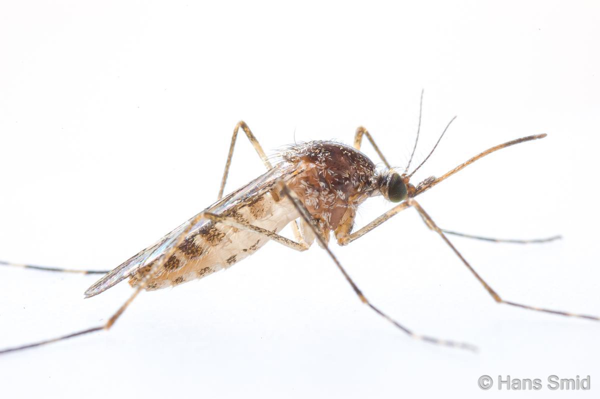 Los mosquitos hallados pertenecen a la especie 'Culiseta annulata'
