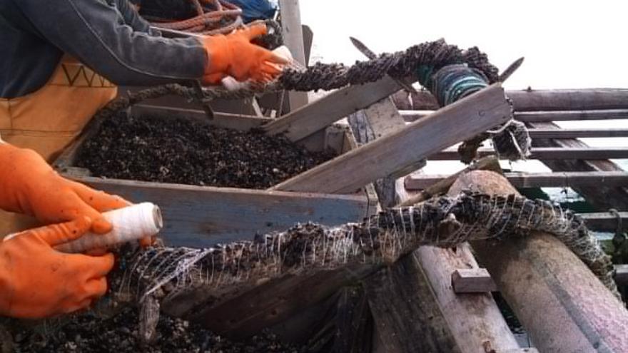 Proceso de &quot;encordado&quot; de mejilla en un barco auxiliar de acuicultura abarloado a la batea.