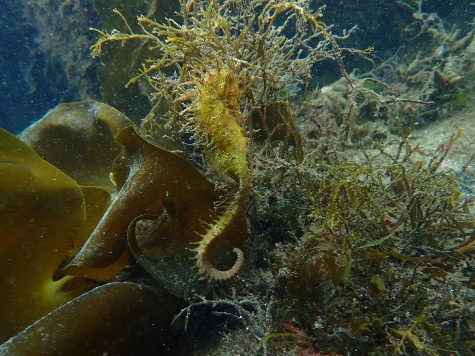 La vida submarina en A Coruña tras la cuarentena