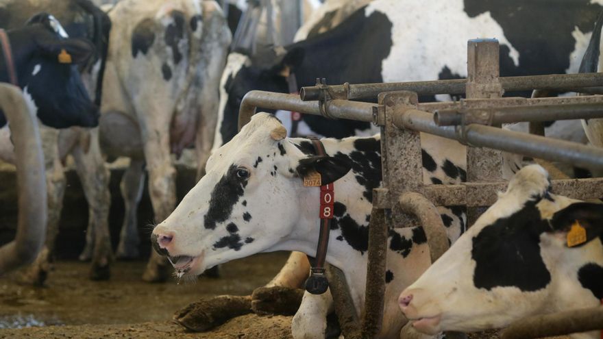 La Junta anima a los ganaderos andaluces a vacunar a sus animales contra la lengua azul