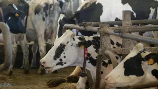La Junta anima a los ganaderos andaluces a vacunar a sus animales contra la lengua azul