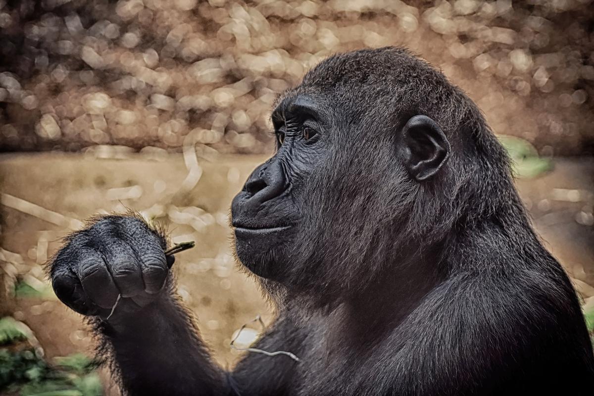 Imagen de un gorila