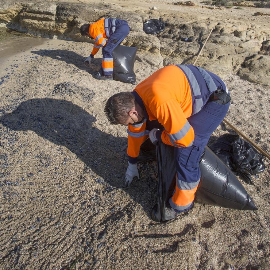 "Lágrimas del mar": así son las medusas velero que han llegado a Alicante