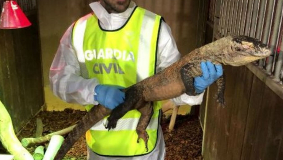 Registro de la Guardia Civil en el local de Cornellà de Llobregat en el que se han localizado un dragón de Komodo y  otros animales exòticos.