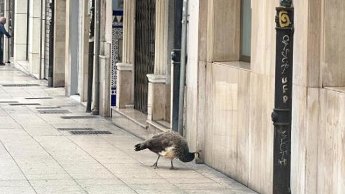 El ejemplar paseando este mediodía por la zona de La Gesta