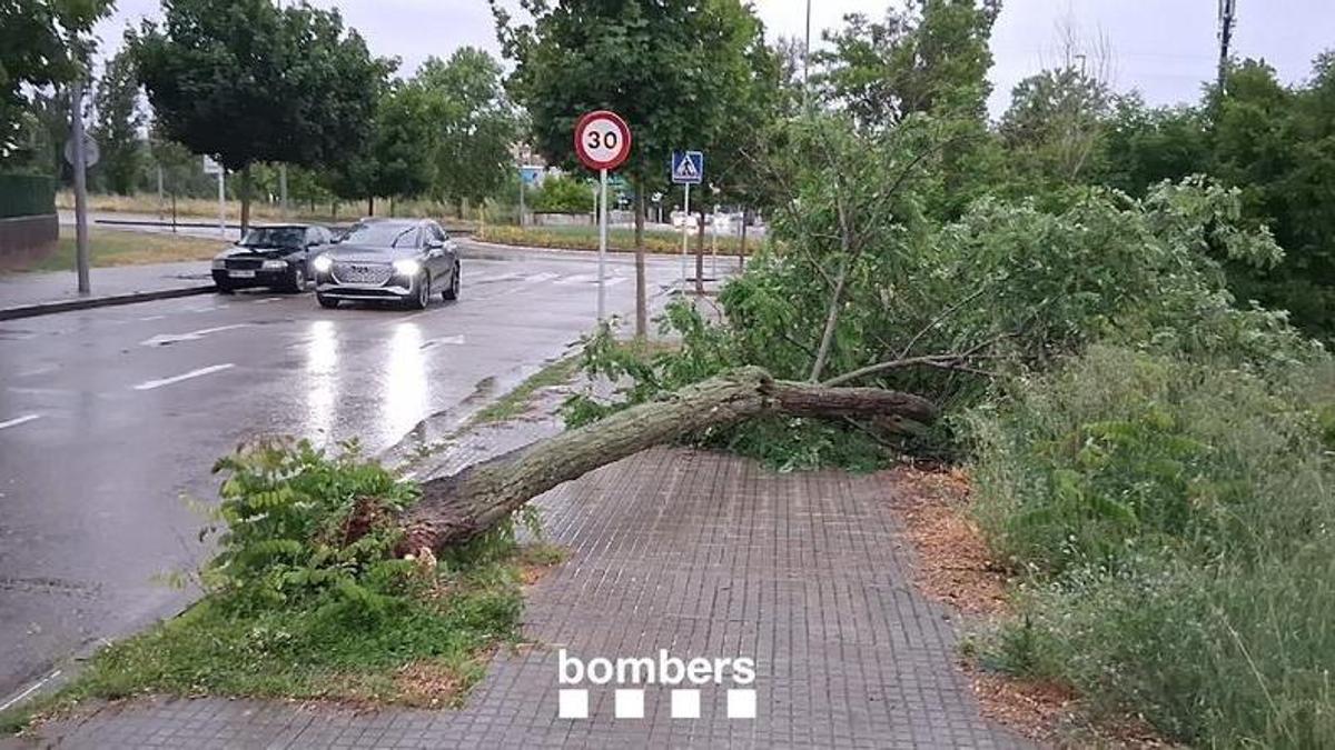 Un arbre tombat per la pluja a Vic