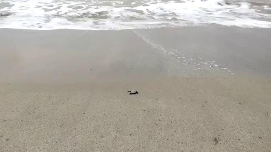 Localitzen 15 tortugues babaues a la platja de l'Ardiaca, a Cambrils