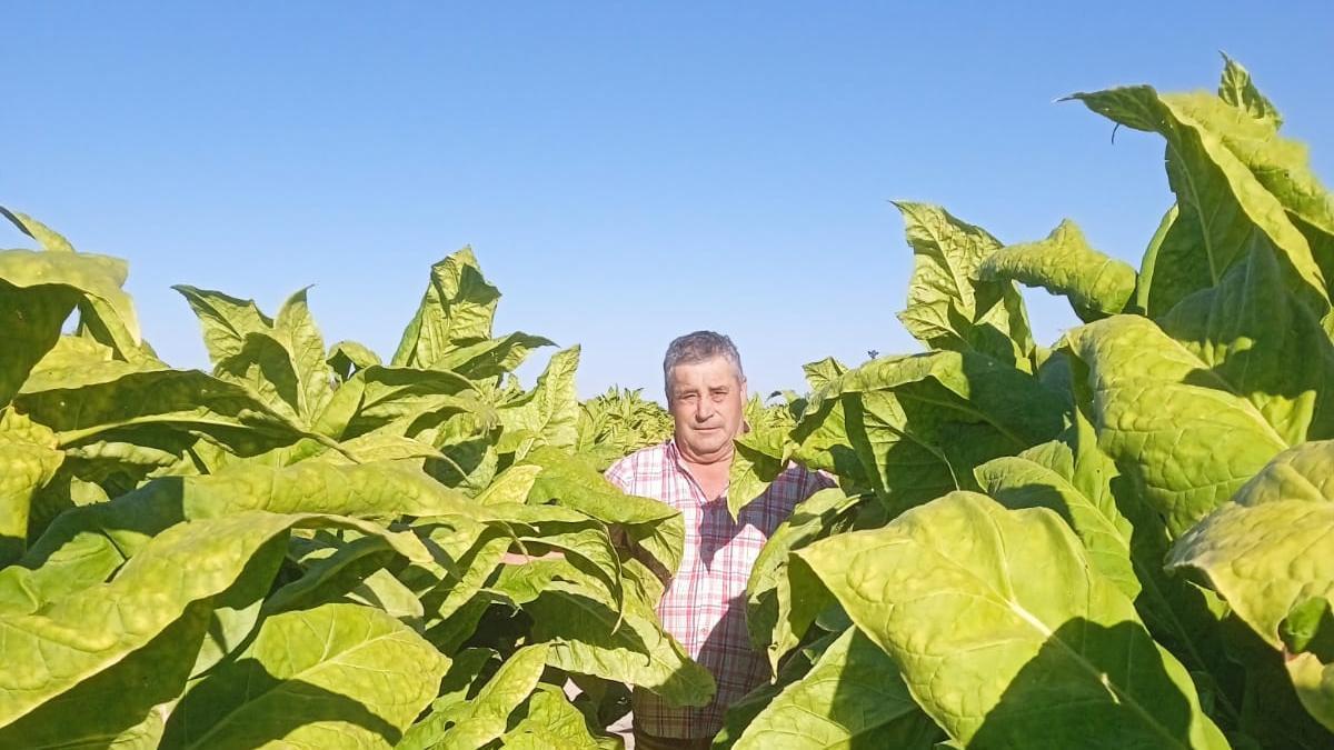 Francisco Vaquero, cultivador de tabaco de Rosalejo.