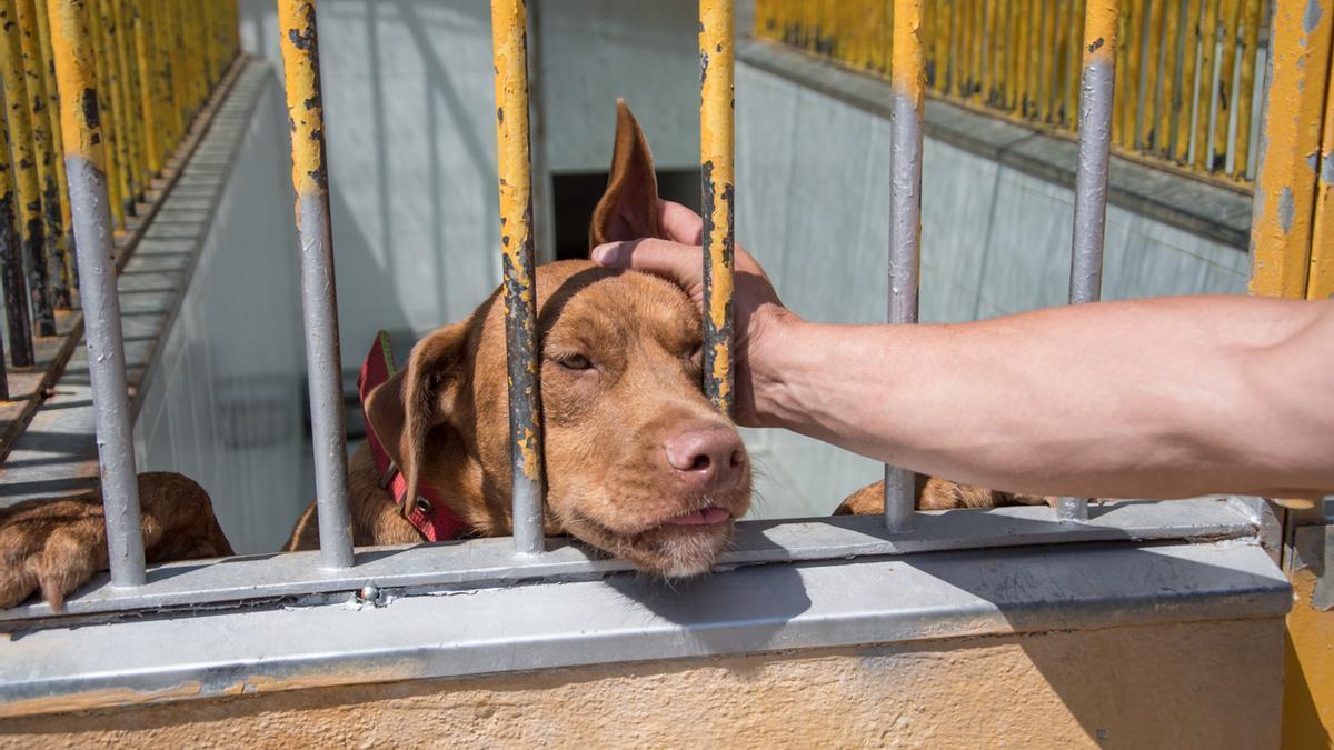 Un perro en el Centro de Protección Animal de Badajoz, en una imagen de archivo.