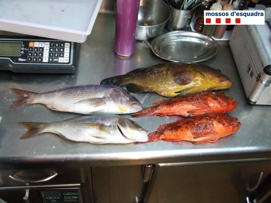 Enxampats un pescador i un restaurant de Palamós per compra i venda il·legal de peix