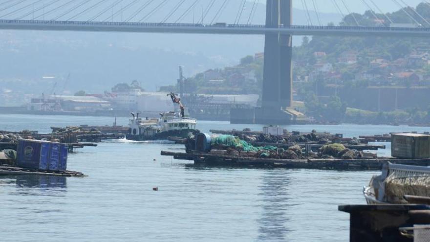 Las descargas de mejillón vuelven a Domaio al remitir la toxina en el fondo de la ría