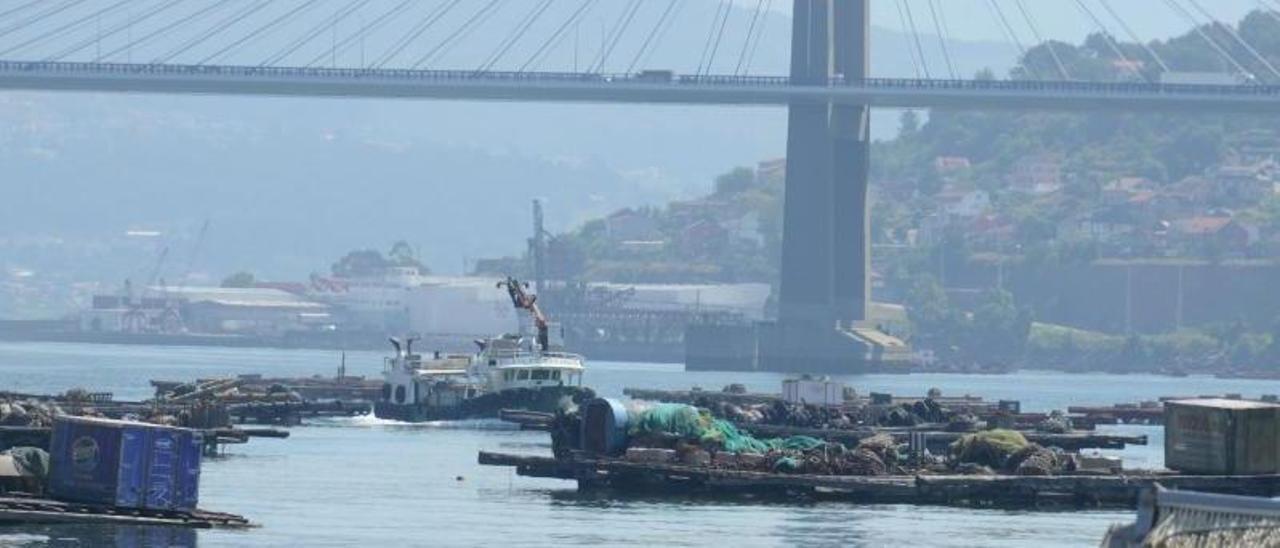 Actividad, ayer, en el muelle de Domaio. |  GONZALO NÚÑEZ