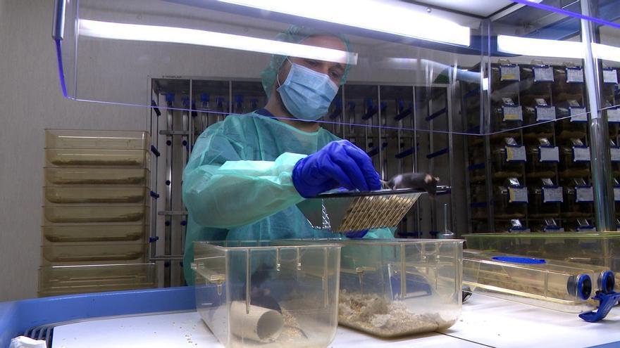 El uso de animales para investigación aumentó en España un 70% en 2021
