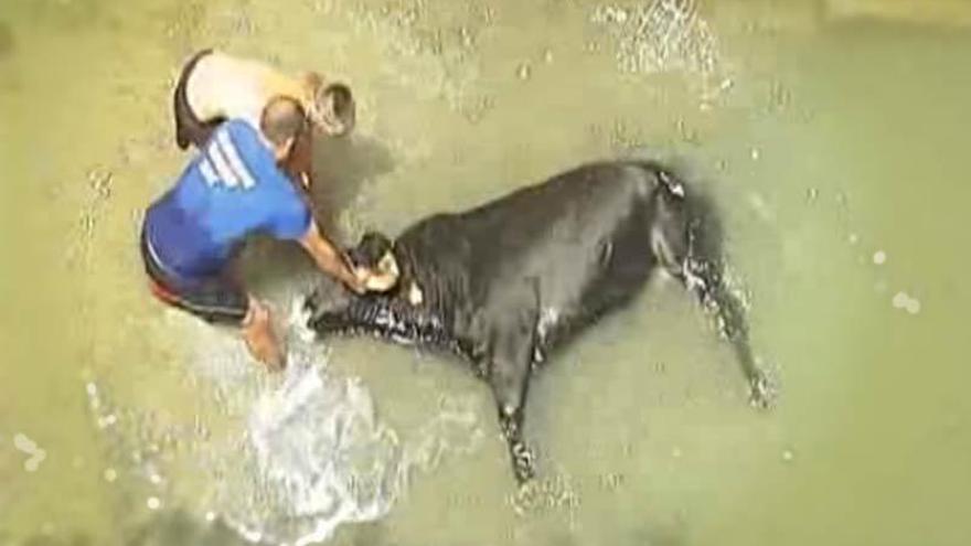 Un toro muere ahogado en los Bous a la Mar de Dénia