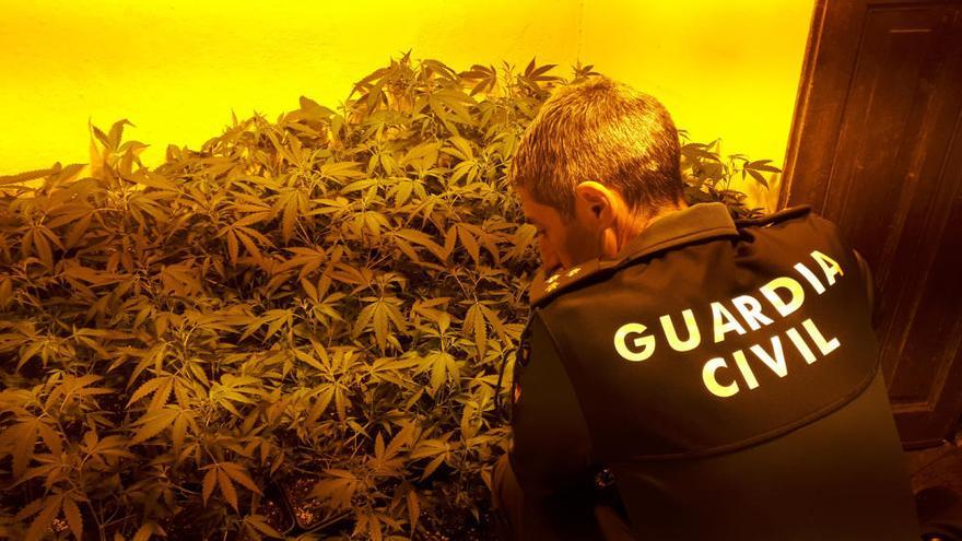 Detenido un matrimonio por una plantación de marihuana para la que 'robaban' la luz en Ribadumia