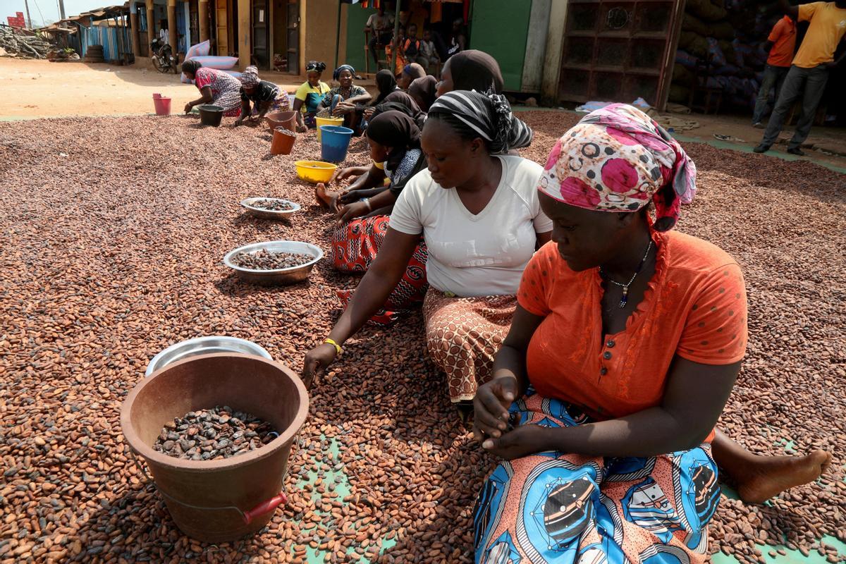 Desde hace diez años en Guerima, Colombia, los árboles de cacao reemplazan a los arbustos de coca en este departamento del tamaño de Guatemala, fronterizo con Venezuela. Está lejos de la bonanza que trajo el ingrediente principal de la cocaína, pero se ha convertido en una fuente estable de ingresos.