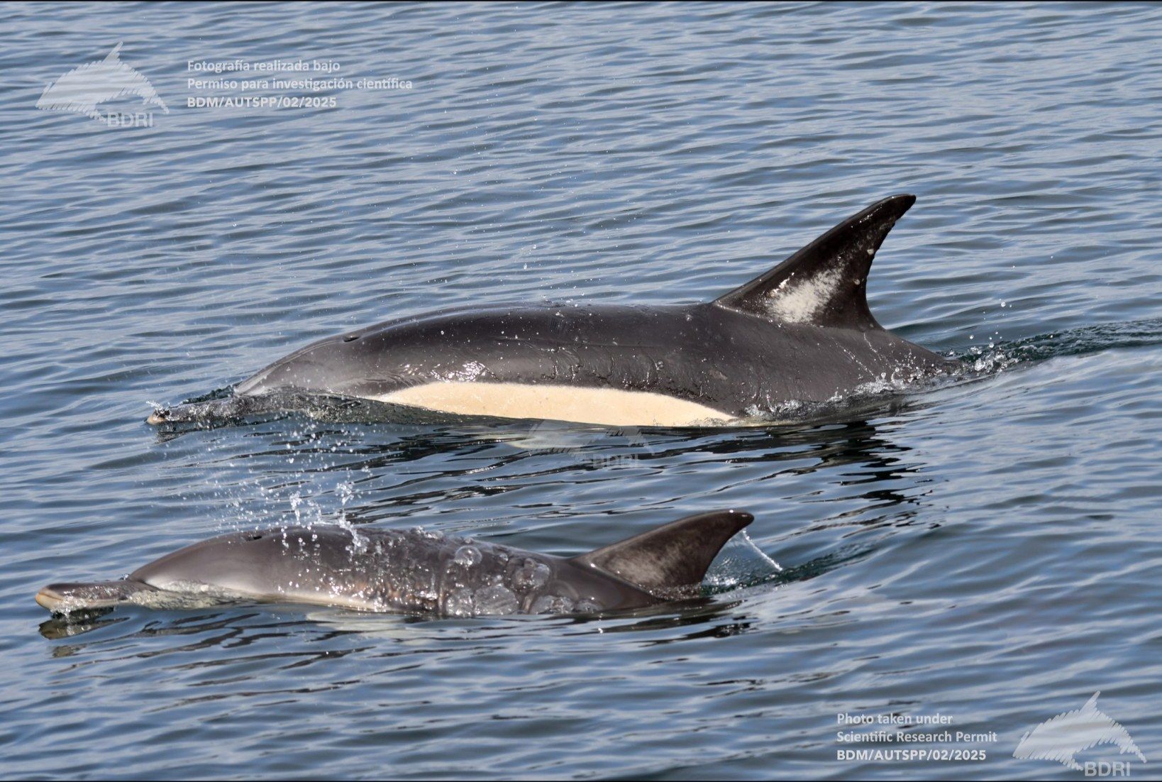 Biólogos, doctores y estudiantes del BDRI hacen un estrecho seguimiento de los mamíferos marinos en las rías de Vigo, Pontevedra y Arousa.