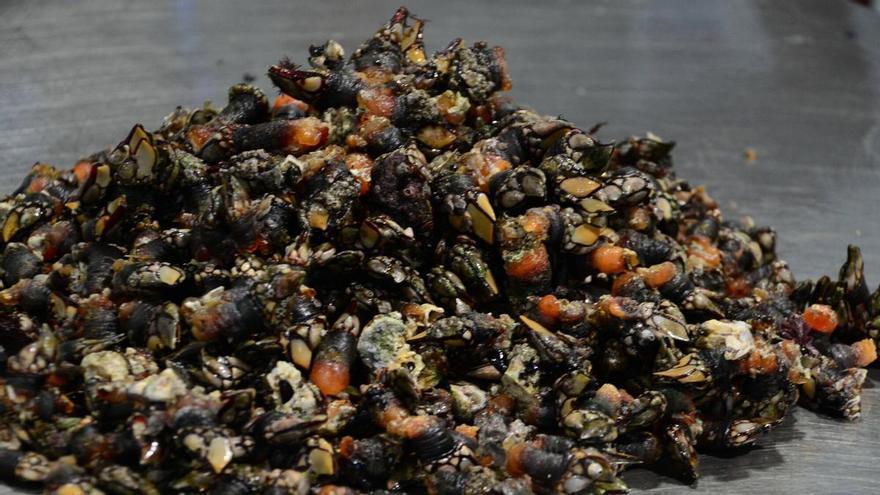 Intervenidos más de 112 kilos de percebe en un operativo contra el furtivismo en A Coruña