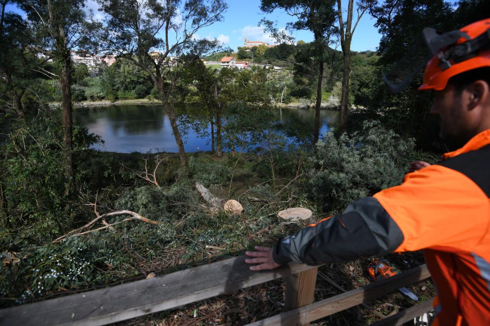 Un día de poda de eucaliptos en el río Lérez de Po