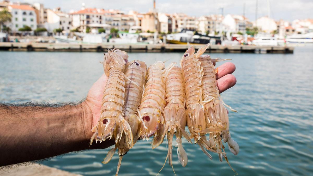 Unas galeras recién pescadas.