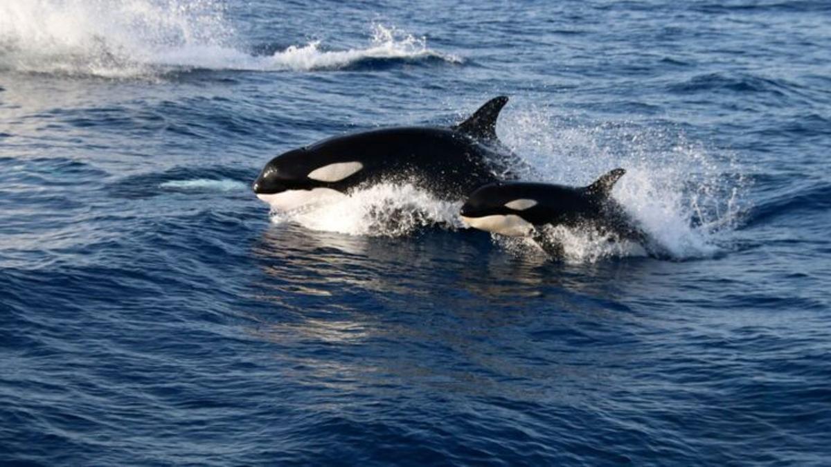 Las orcas de Gibraltar se extinguen: quedan menos de 40 ejemplares