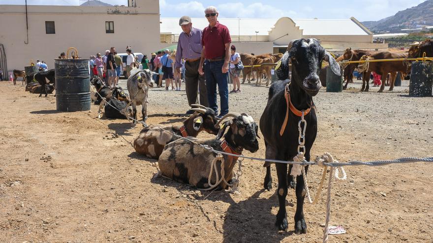 Feria de ganado y procesión de San Isidro