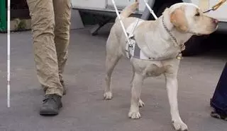 Cómo actuar si un perro guía se acerca sin su dueño