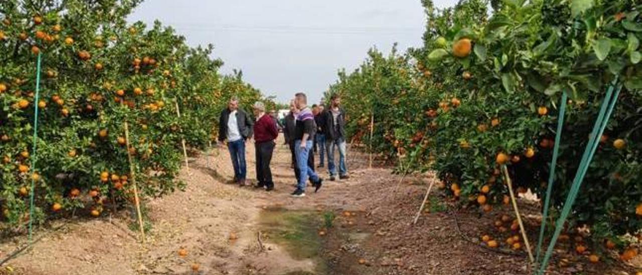 Visita de asociados a Asovav a una explotación de mandarinas «spring sunshine» en la Vall d&#039;Uixó