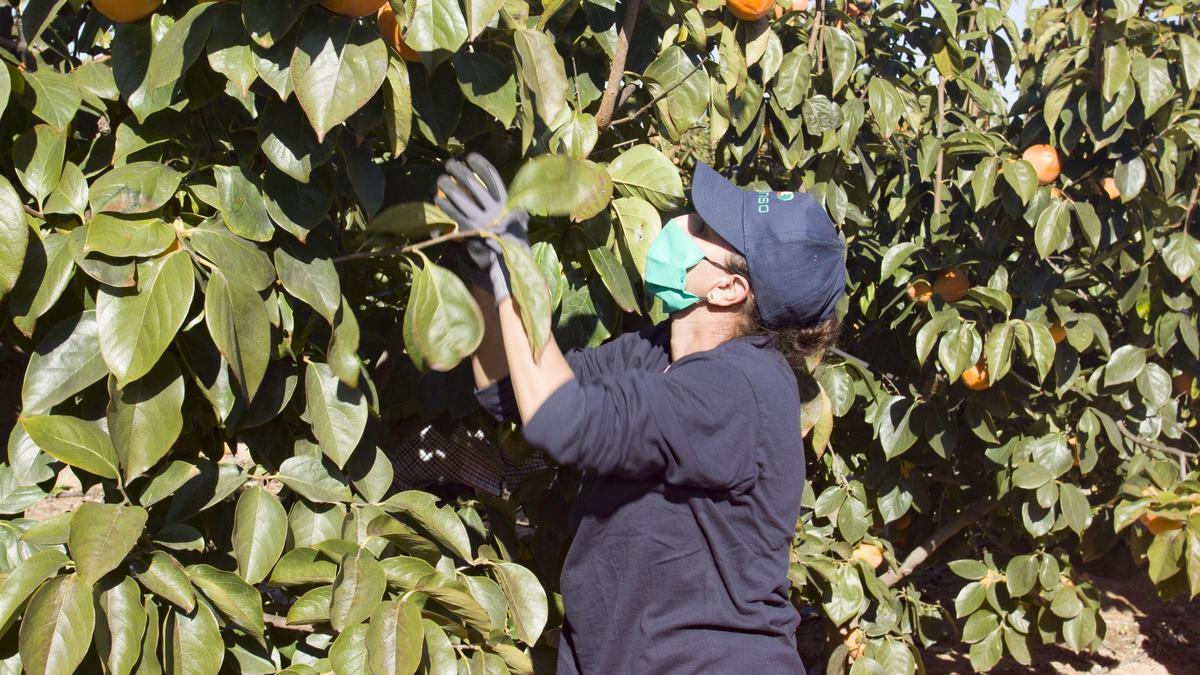 La Ribera es la zona española con mayor cultivo de kaki.