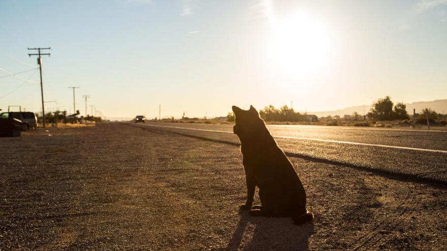 Más de 104.000 perros y 33.000 gatos fueron abandonados en 2016