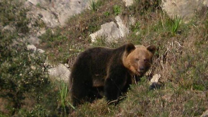 El oso pardo escapa de la extinción