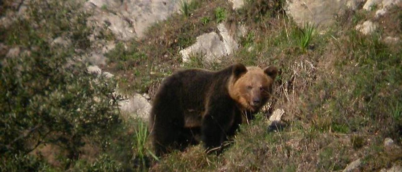 Un ejemplar de oso pardo avanza por una zona llena de peñas de la cordillera Cantábrica.