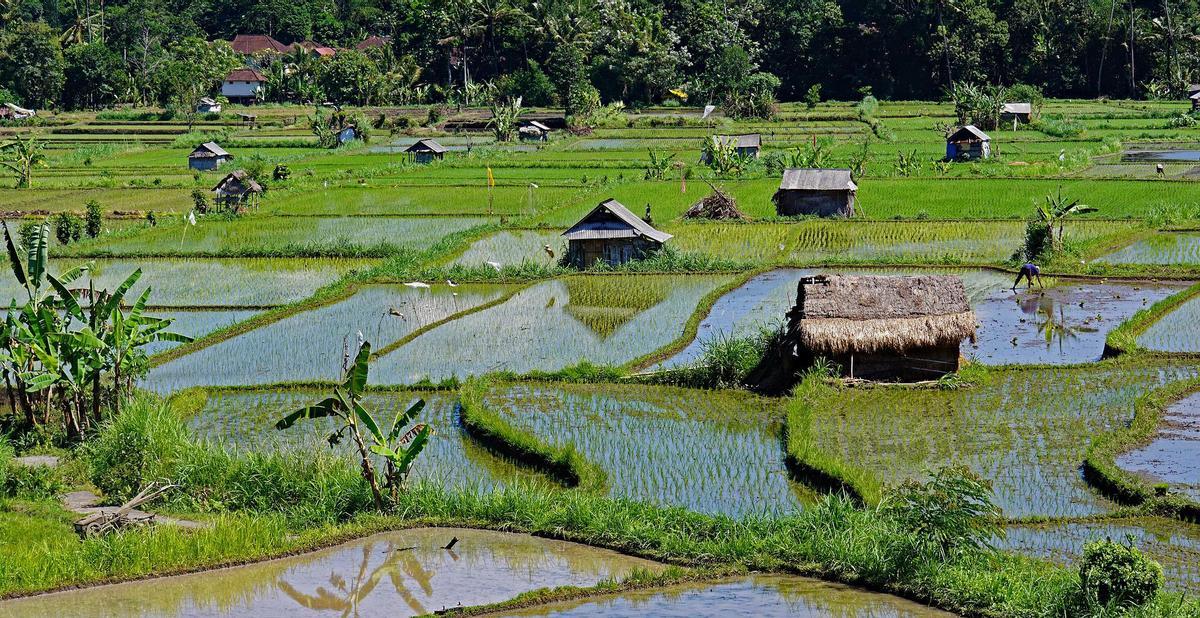 El cultivo de arroz atrajo a los ancestros silvestres de las gallinas.