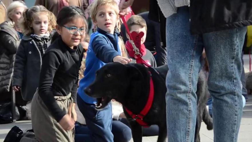 El desfile de perros abandonados en Bioparc