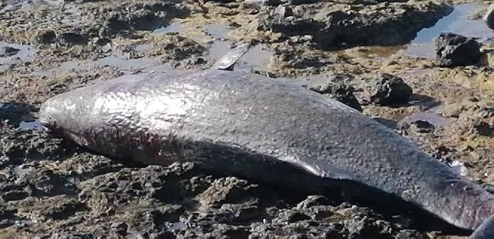 Aparece un cachalote muerto en Arinaga