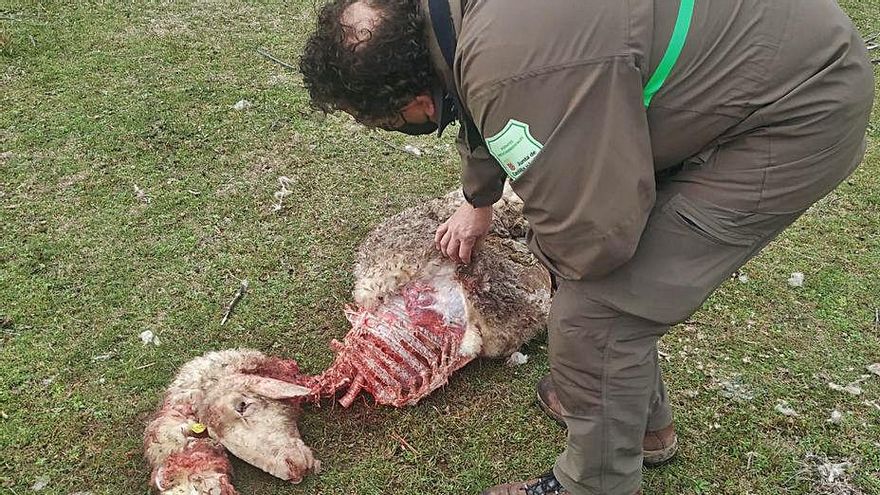 Oveja muerta por el ataque del lobo en Molacillos. | Cedida