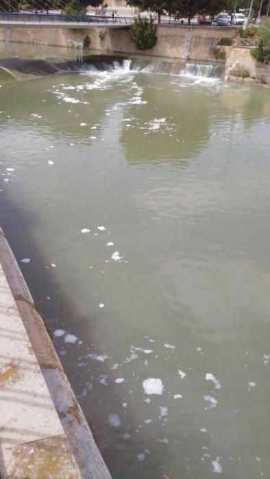 Decenas de peces muertos en el río Segura