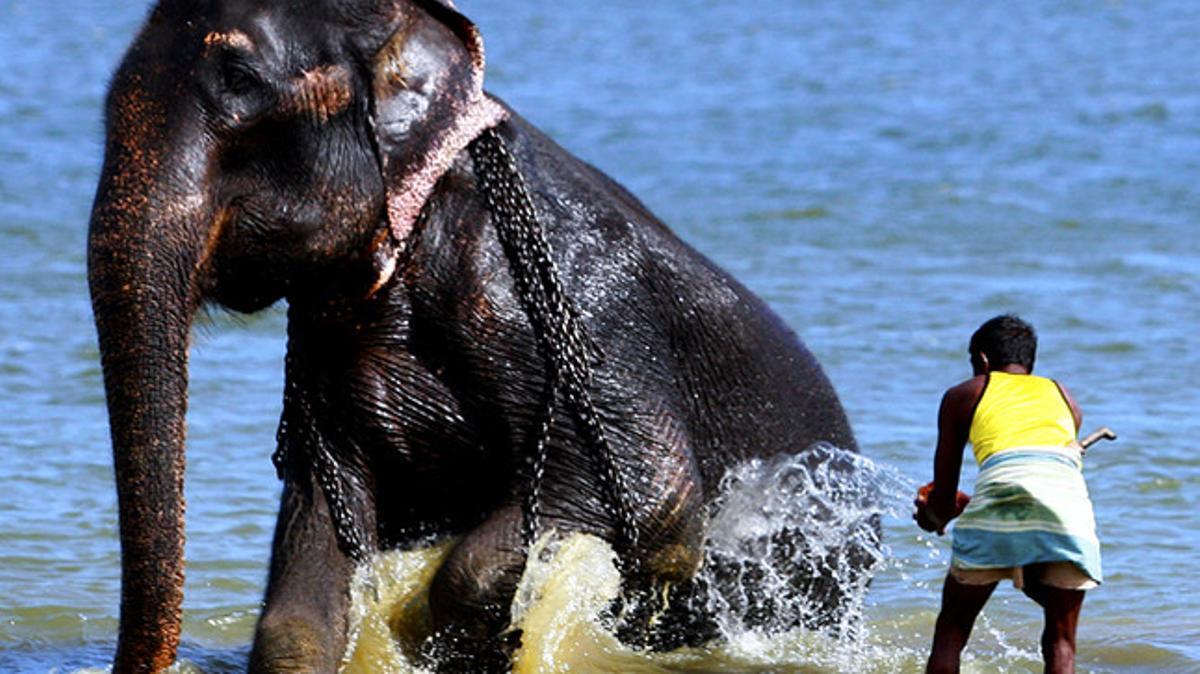 Un home renta el seu elefant al llac Kanadalam a Dambulla, Sri Lanka.